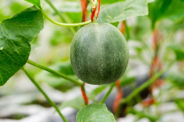 Pequeno Japão Melão (Honeydew Melon) na fazenda — Fotografia de Stock