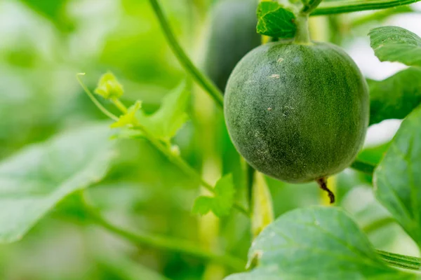 Pequeno Japão Melão (Honeydew Melon) na fazenda — Fotografia de Stock