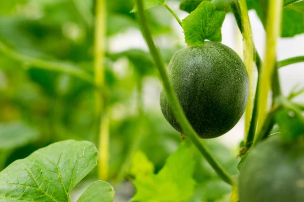 Pequeno Japão Melão (Honeydew Melon) na fazenda — Fotografia de Stock