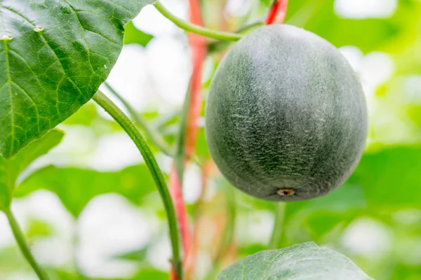 Pequeno Japão Melão (Honeydew Melon) na fazenda — Fotografia de Stock