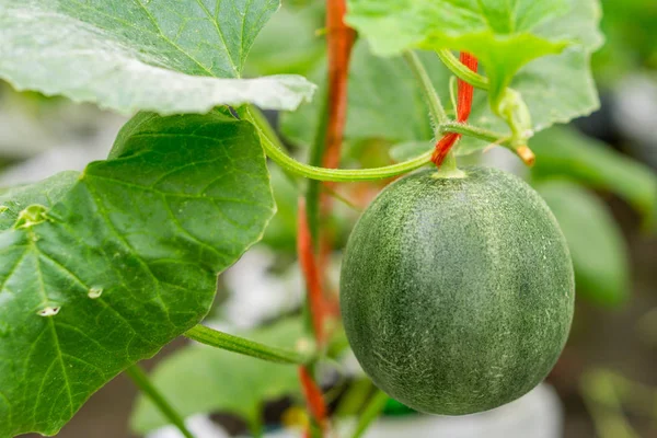 Pequeno Japão Melão (Honeydew Melon) na fazenda — Fotografia de Stock