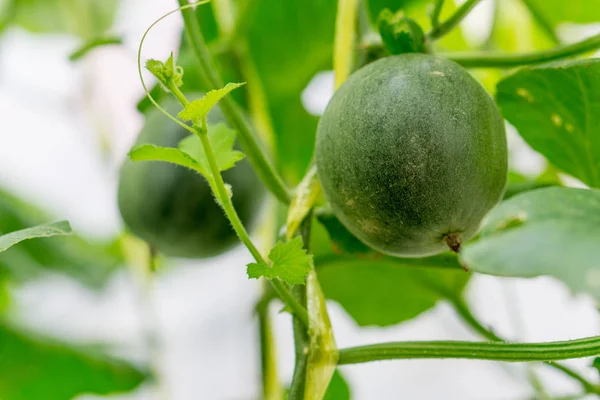Mały Melon Japonii (Melon spadziowy) w gospodarstwie — Zdjęcie stockowe
