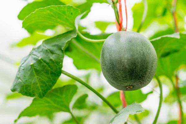 Lilla Japan Melon (Honungsmelon) i gården — Stockfoto