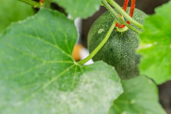 Pequeño melón de Japón (melón de mielada) en la granja — Foto de Stock