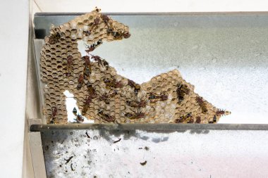 Eşekarısı yuvası üzerine oturan Yaban arıları ile. Yaban arıları polist. 