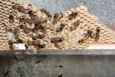 Eşekarısı yuvası üzerine oturan Yaban arıları ile.