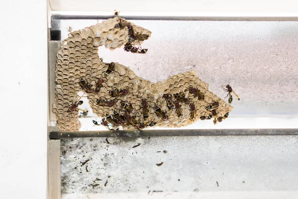 Wasp nest met wespen zittend op het. Wespen polist. — Stockfoto