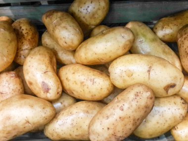 Bir sürü taze patates hasat sonra