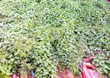 Bir oluklu çatı bitki