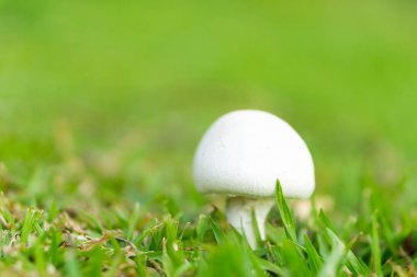 white mushroom with green grass