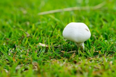 white mushroom with green grass