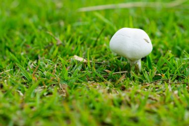 white mushroom with green grass