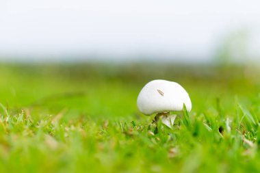 white mushroom with green grass