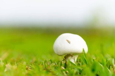 white mushroom with green grass