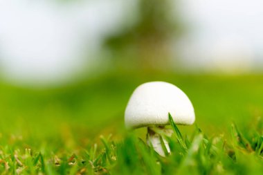 white mushroom with green grass