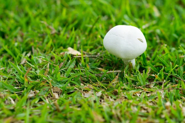 Cogumelo branco com grama verde — Fotografia de Stock