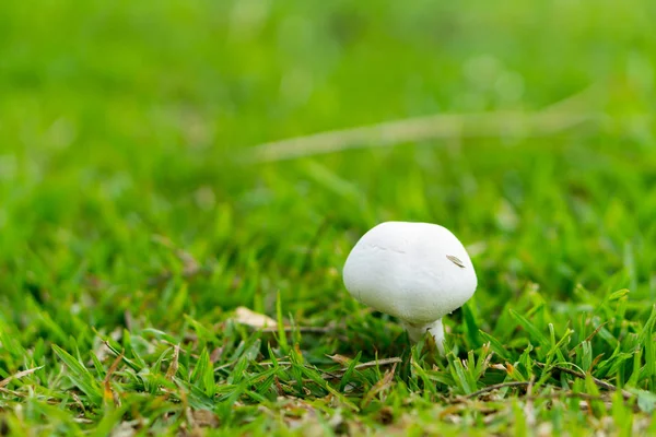 Cogumelo branco com grama verde — Fotografia de Stock