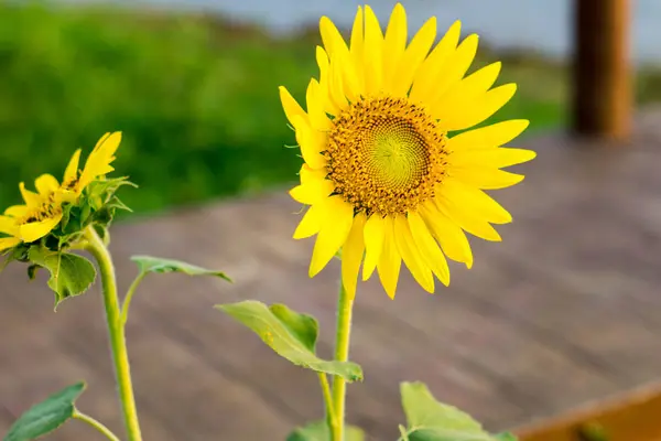 Gros plan sur les tournesols. — Photo