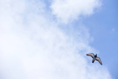 Güvercin güneşli bir günde mavi gökyüzünde uçar.