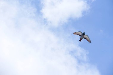 Güvercin güneşli bir günde mavi gökyüzünde uçar.