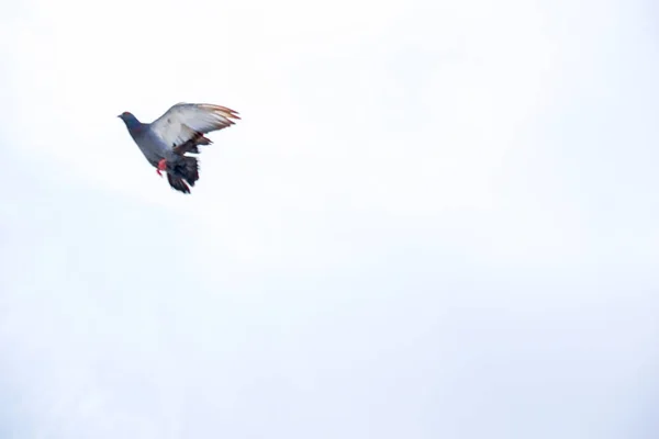 Pombo voa no céu azul em um dia ensolarado . — Fotografia de Stock