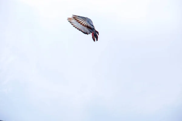 Pombo voa no céu azul em um dia ensolarado . — Fotografia de Stock