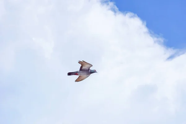 Piccione vola nel cielo blu in una giornata di sole . — Foto Stock