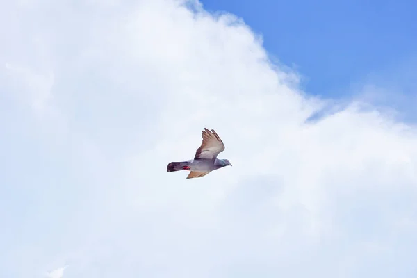 Taube fliegt an einem sonnigen Tag in den blauen Himmel. — Stockfoto