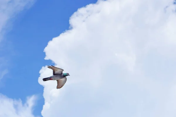 Piccione vola nel cielo blu in una giornata di sole . — Foto Stock