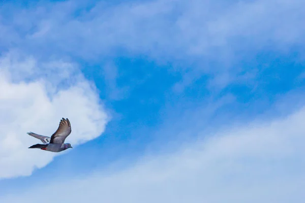 Piccione vola nel cielo blu in una giornata di sole . — Foto Stock