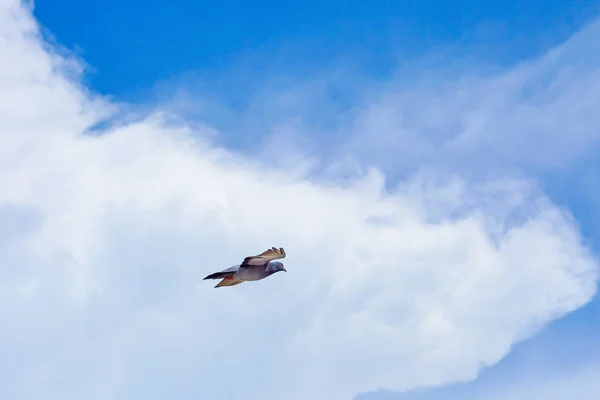 Piccione vola nel cielo blu in una giornata di sole . — Foto Stock