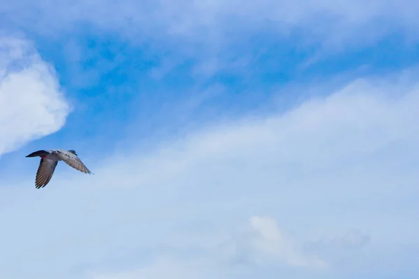 Pombo voa no céu azul em um dia ensolarado . — Fotografia de Stock