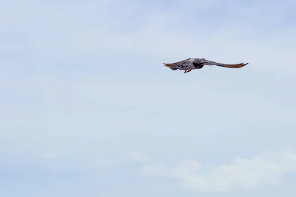 Taube fliegt an einem sonnigen Tag in den blauen Himmel. — Stockfoto