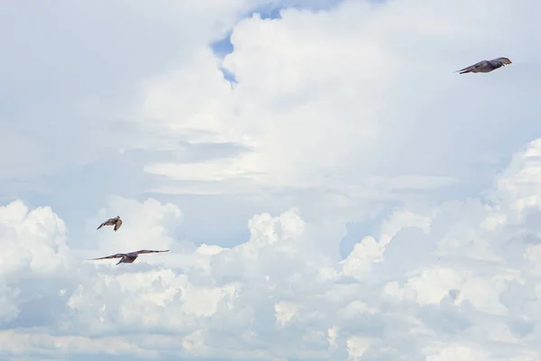 Piccione vola nel cielo blu in una giornata di sole . — Foto Stock