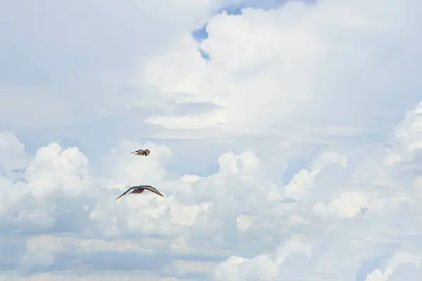 Piccione vola nel cielo blu in una giornata di sole . — Foto Stock