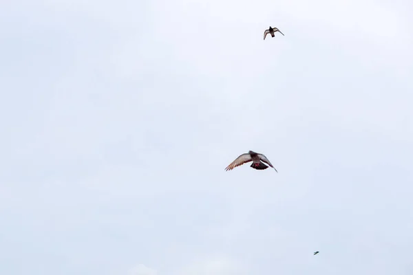 Güvercin güneşli bir günde mavi gökyüzünde uçar. — Stok fotoğraf