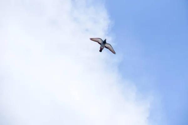 Le pigeon vole dans le ciel bleu par une journée ensoleillée . — Photo