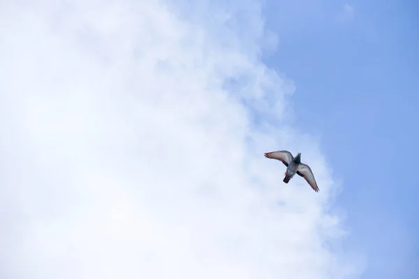 Pigeon flies in the blue sky in a sunny day. — Stock Photo, Image