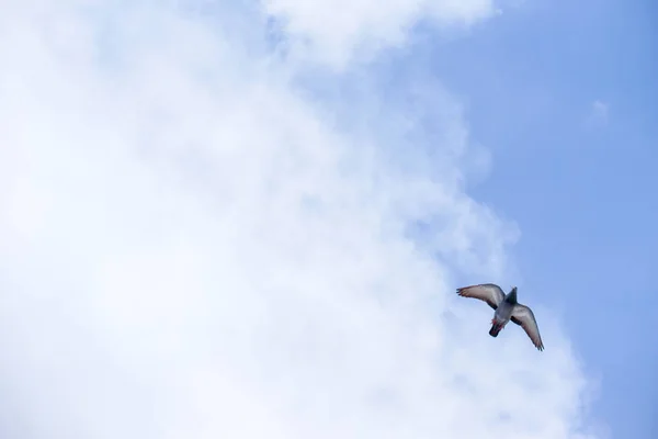 Pombo voa no céu azul em um dia ensolarado . — Fotografia de Stock