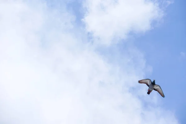 Piccione vola nel cielo blu in una giornata di sole . — Foto Stock