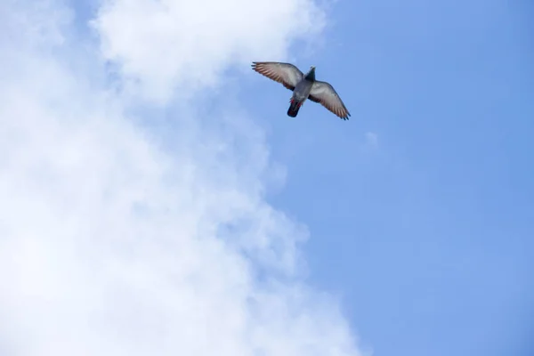 Pombo voa no céu azul em um dia ensolarado . — Fotografia de Stock