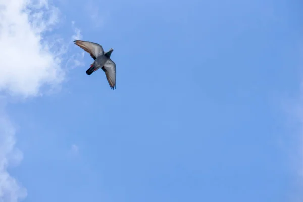 Pombo voa no céu azul em um dia ensolarado . — Fotografia de Stock