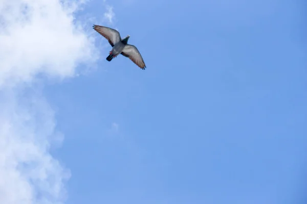 Piccione vola nel cielo blu in una giornata di sole . — Foto Stock