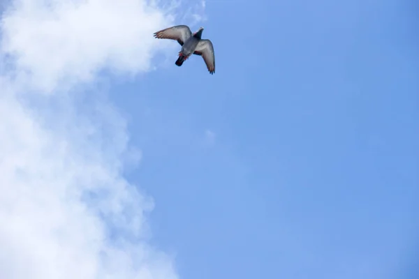 Pombo voa no céu azul em um dia ensolarado . — Fotografia de Stock