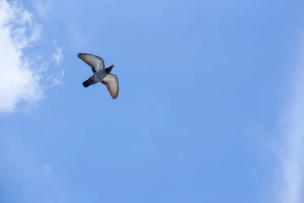 ハトは晴れた日に青空を飛ぶ. — ストック写真