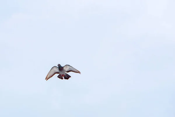 Duif vliegt in de blauwe hemel in een zonnige dag. — Stockfoto