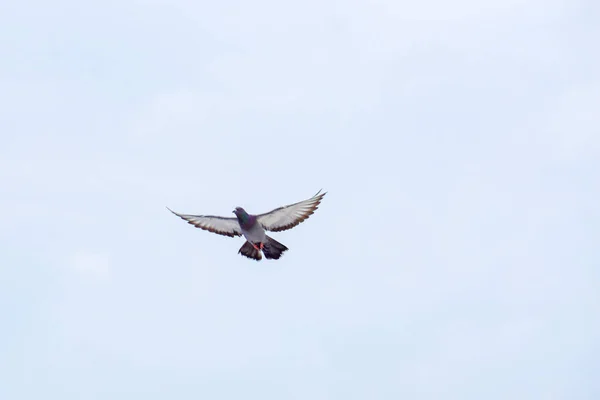 कोंबडी एका सनी दिवशी निळ्या आकाशात उडते . — स्टॉक फोटो, इमेज