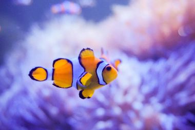 Çizgi film balık deniz anemone yakınındaki