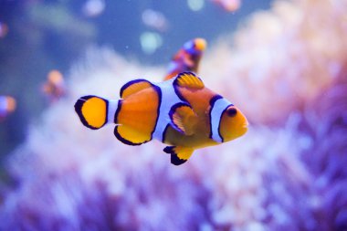 Çizgi film balık deniz anemone yakınındaki