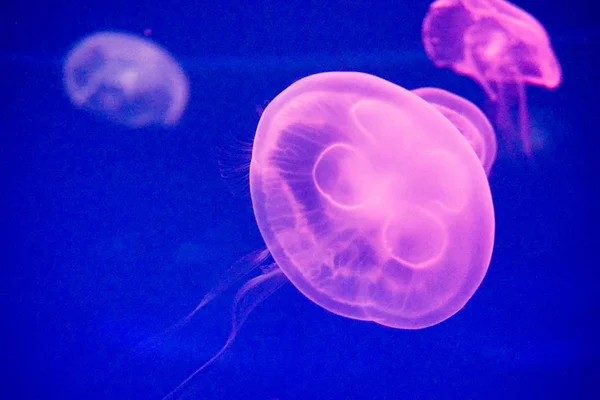 Moon jellyfish (Aurelia aurita) — Stock Photo, Image